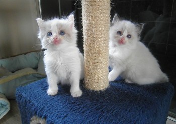 chatons ragdoll blue et seal bicolour - 5 semaines - Chatterie Ragdolls du Val de Beauvoir